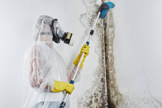 Best Industrial Mold Remediation in North Ballston Spa, NY