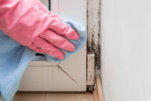 Best White Mold Remediation in North Ballston Spa, NY